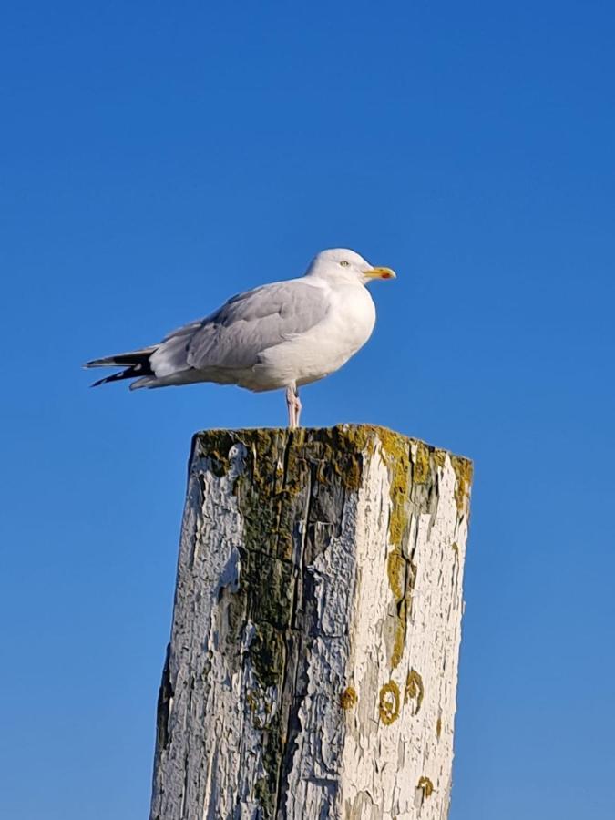 Fewo Mit Meerblick - Direktzugang Zur Nordsee Apartman Wilhelmshaven Kültér fotó